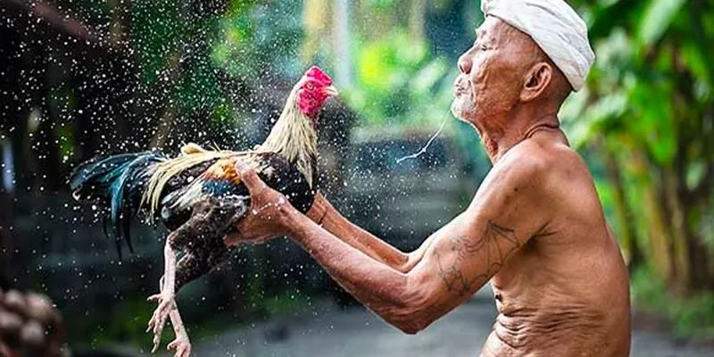 Các loại vảy gà phổ biến