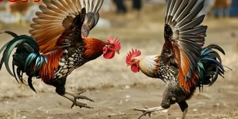 Tích lũy những kinh nghiệm đá gà mạng